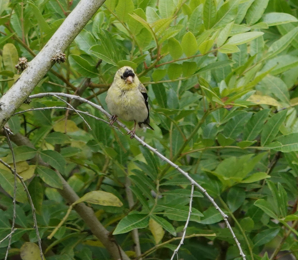 American Goldfinch - Sylvia Afable