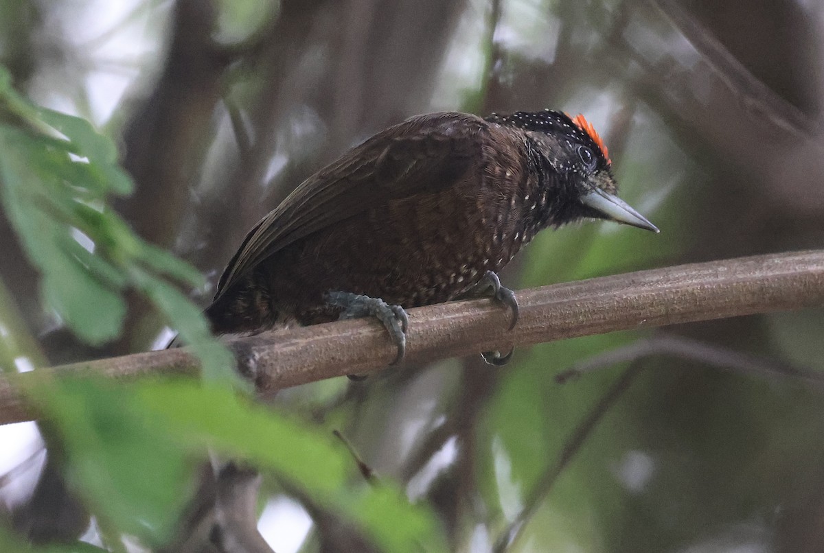 Varzea Piculet - Ashley Banwell