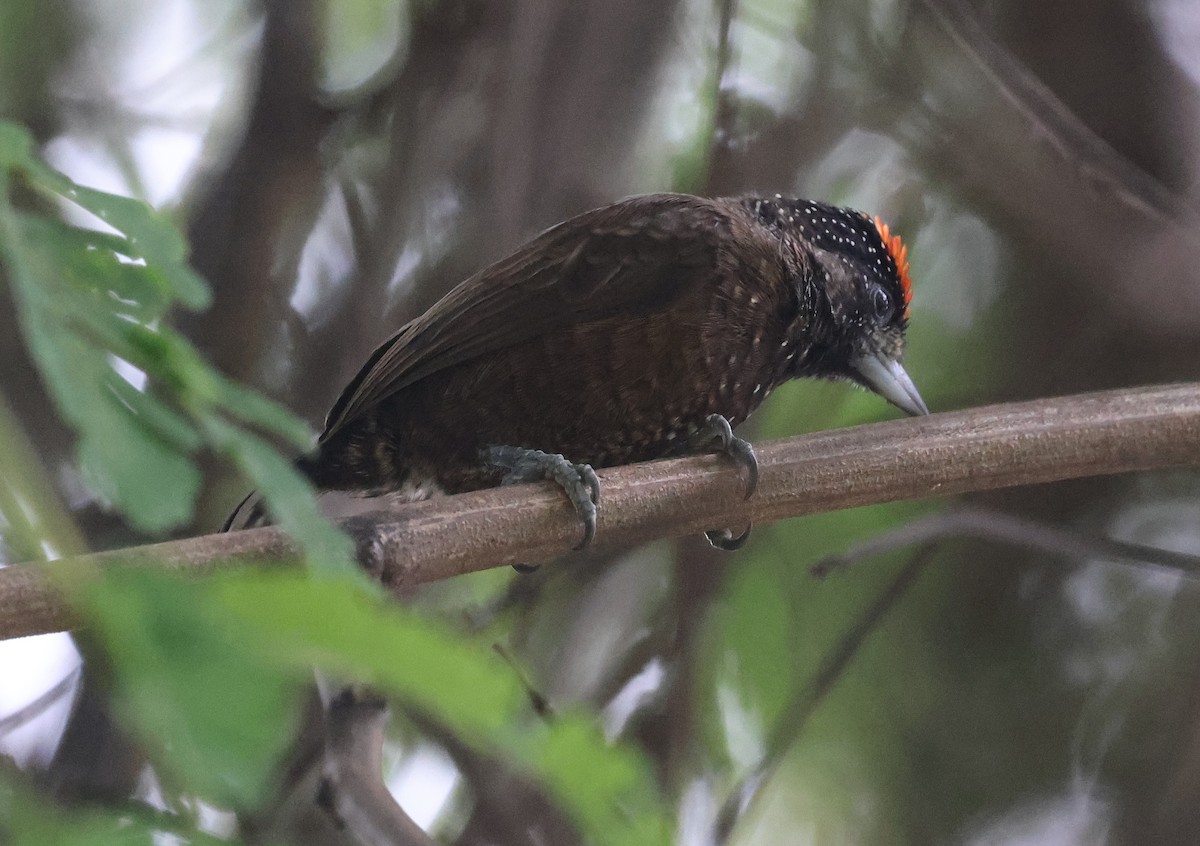 Varzea Piculet - Ashley Banwell