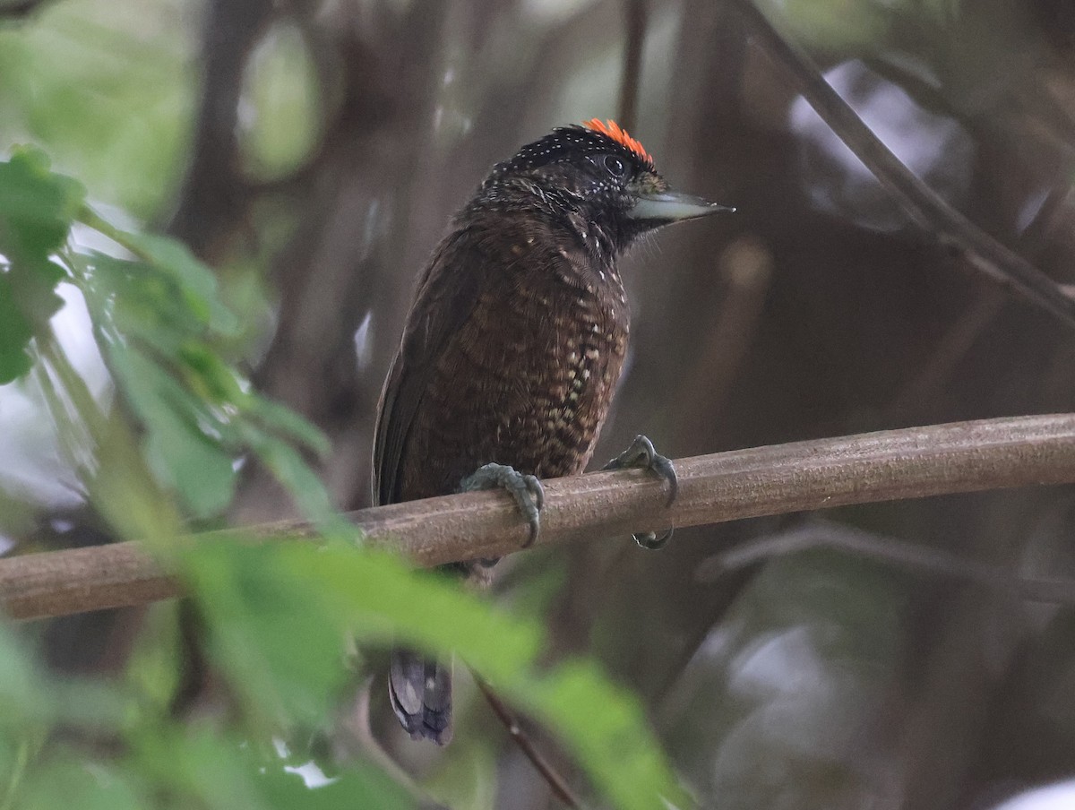 Varzea Piculet - ML620314732