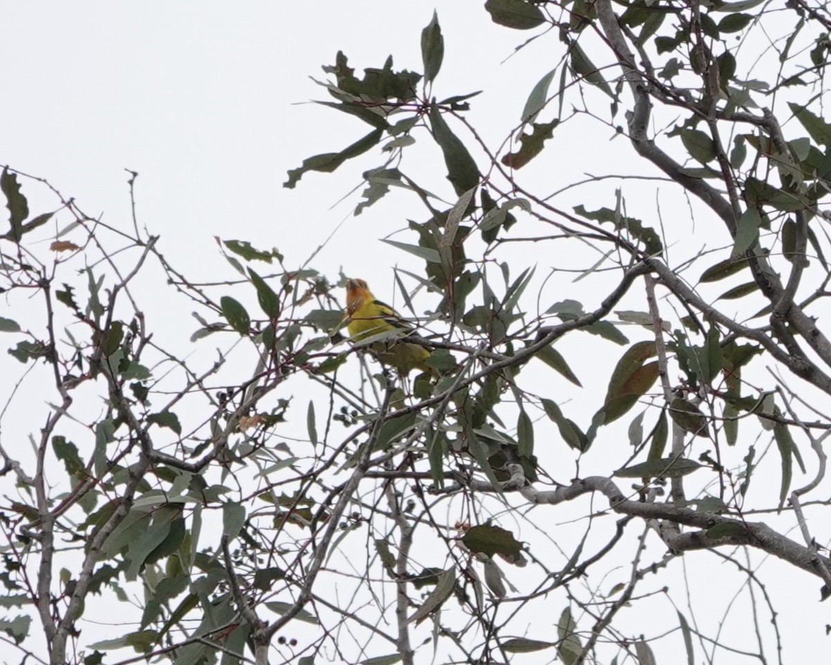 Western Tanager - ML620314735