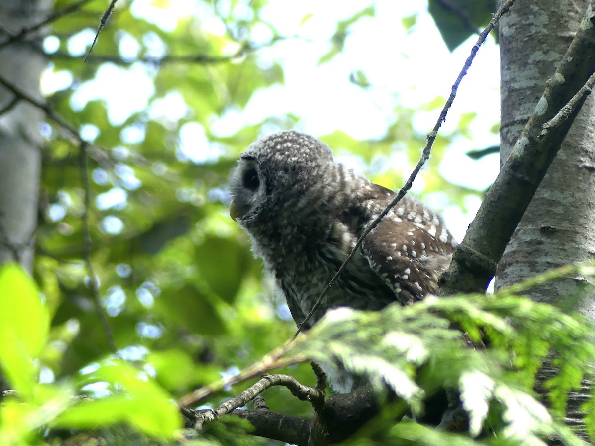 Barred Owl - ML620314737