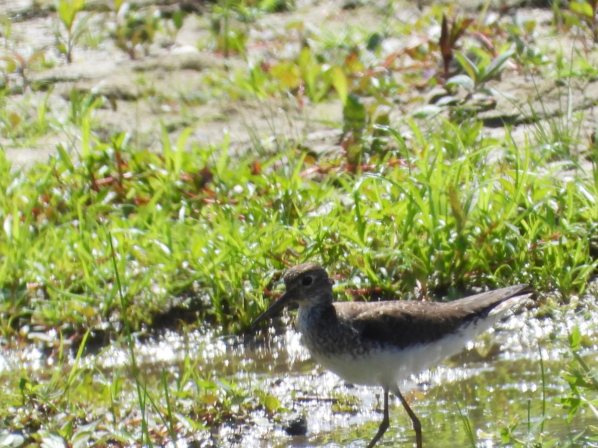 Solitary Sandpiper - ML620314748