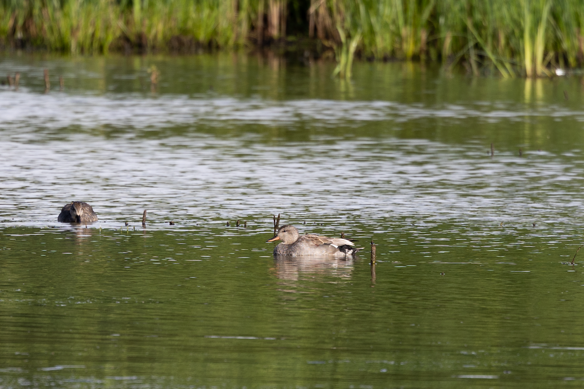 Gadwall - ML620314755