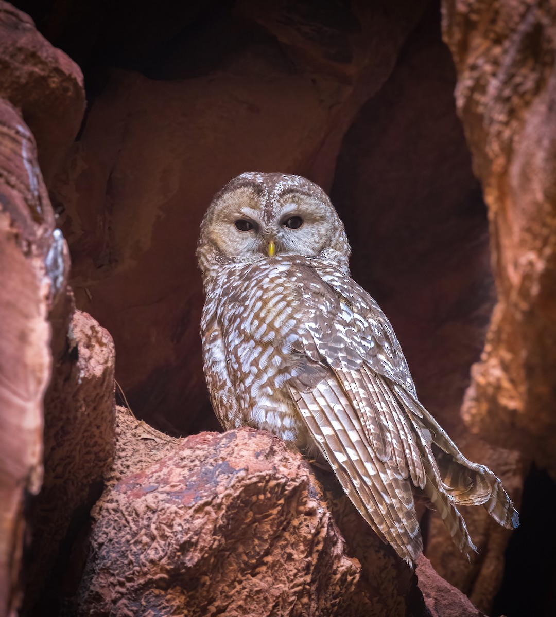 Spotted Owl - ML620314756