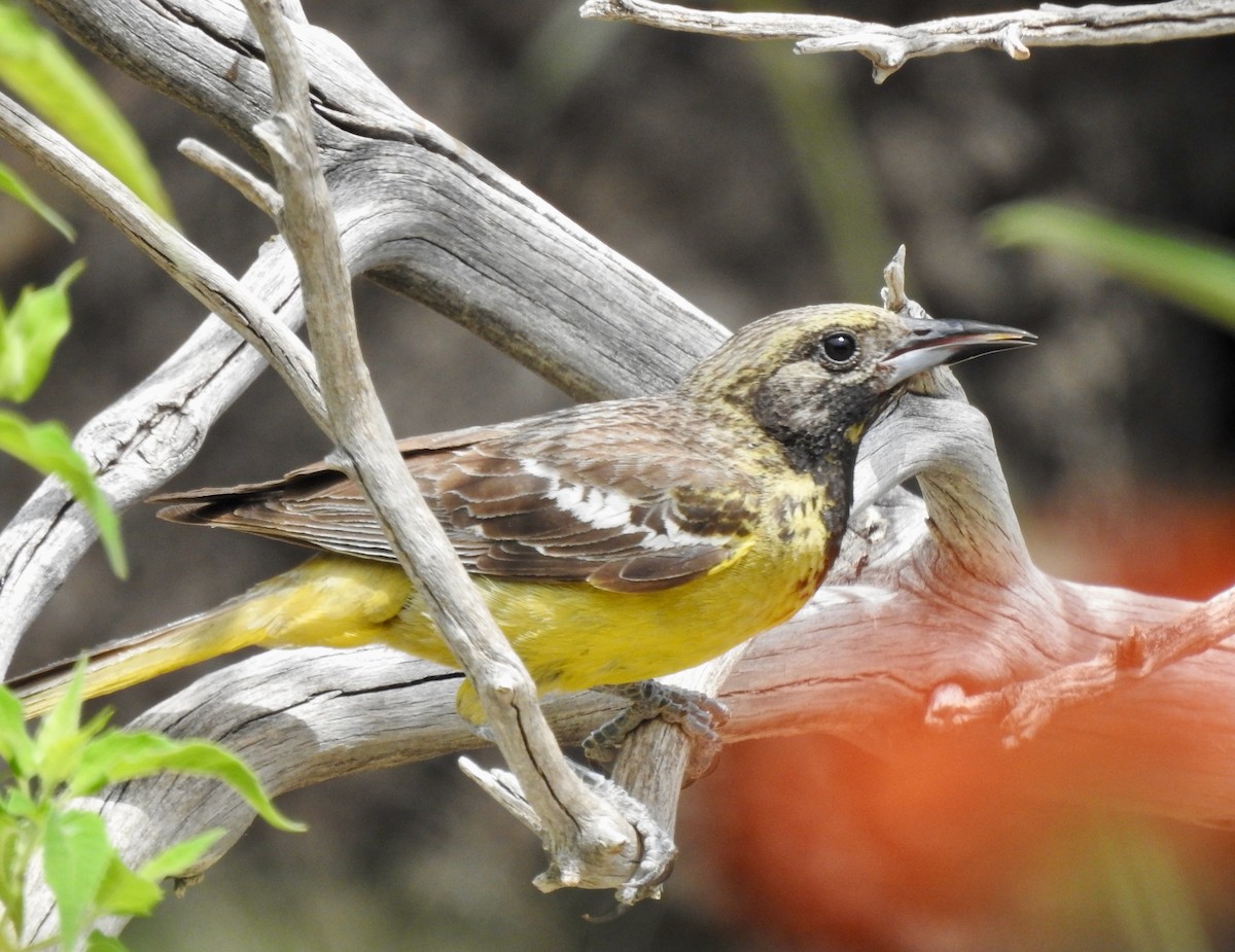 Oriole jaune-verdâtre - ML620314759