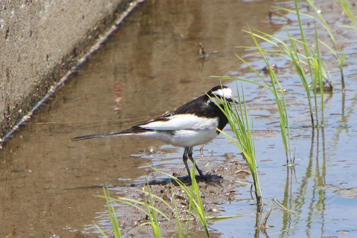 White Wagtail (Black-backed) - ML620314770