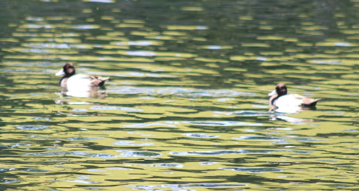 Lesser Scaup - ML620314776