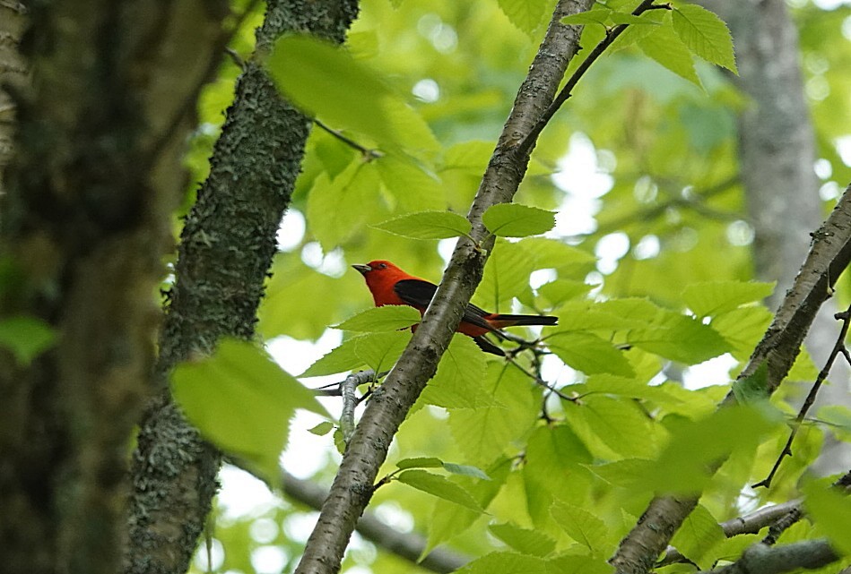 アカフウキンチョウ - ML620314780