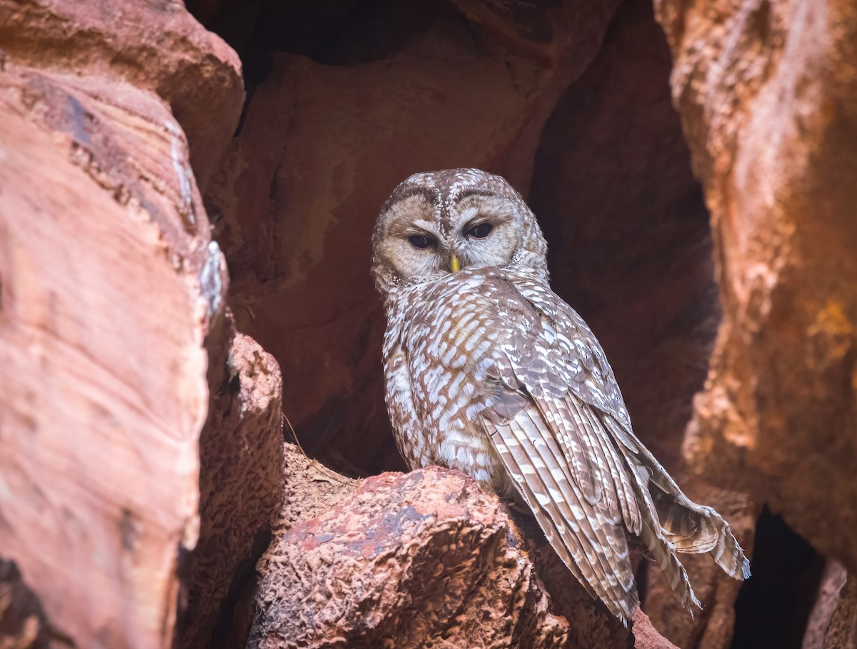 Spotted Owl - ML620314781
