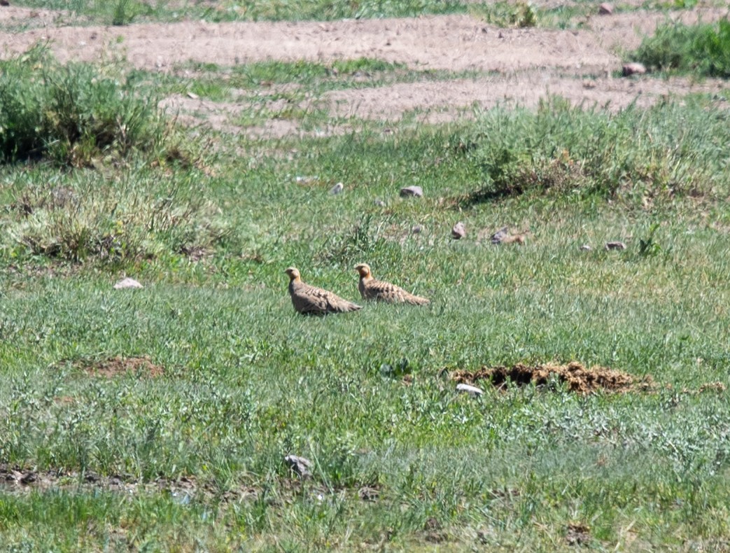 Pallas's Sandgrouse - ML620314785