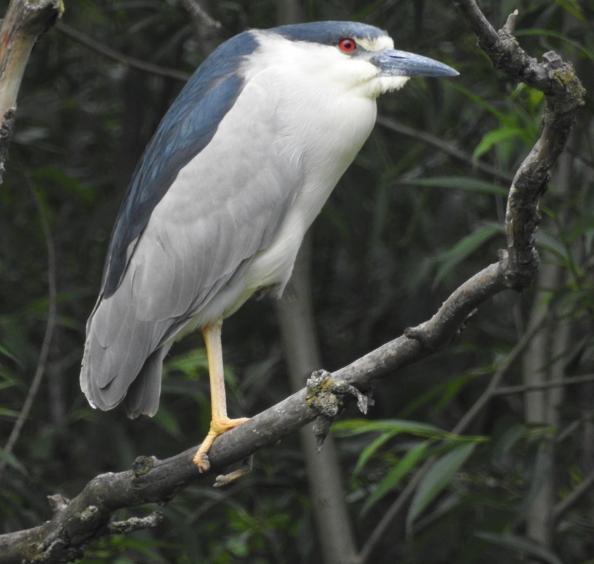 Black-crowned Night Heron - ML620314787