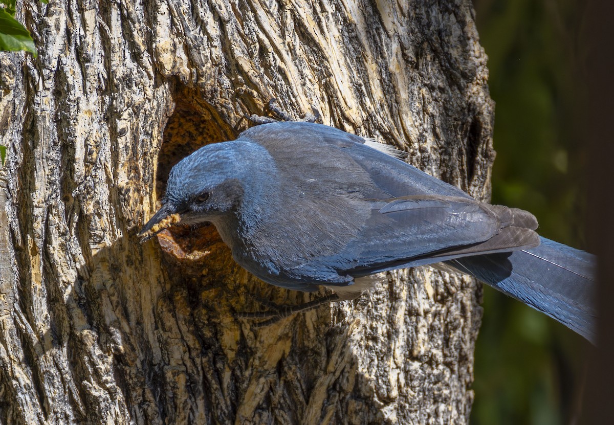 Mexican Jay - ML620314788