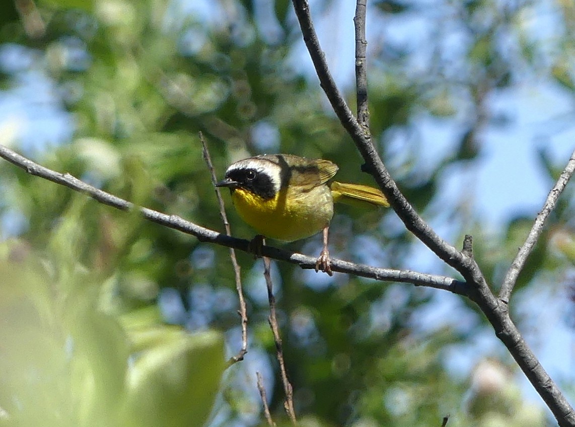 Paruline masquée - ML620314795