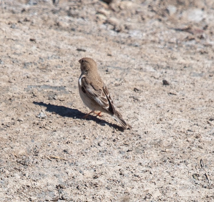 Mongolian Finch - ML620314796