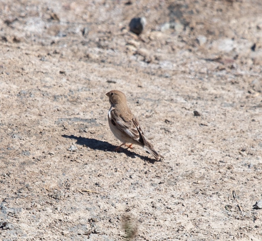 Mongolian Finch - Clive Harris