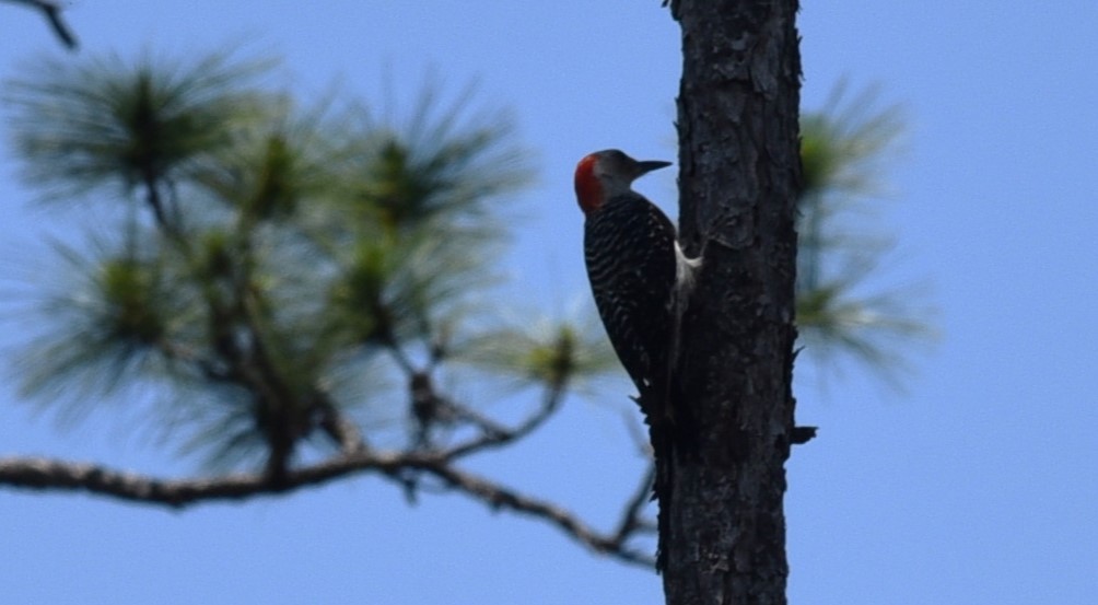 Red-bellied Woodpecker - ML620314800