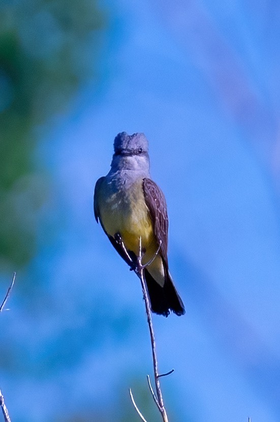 Western Kingbird - ML620314801