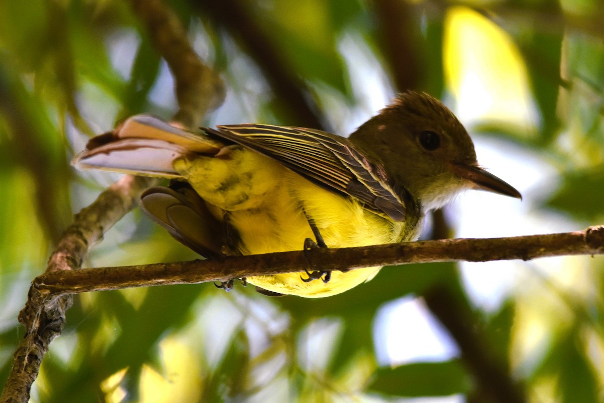 Great Crested Flycatcher - ML620314802