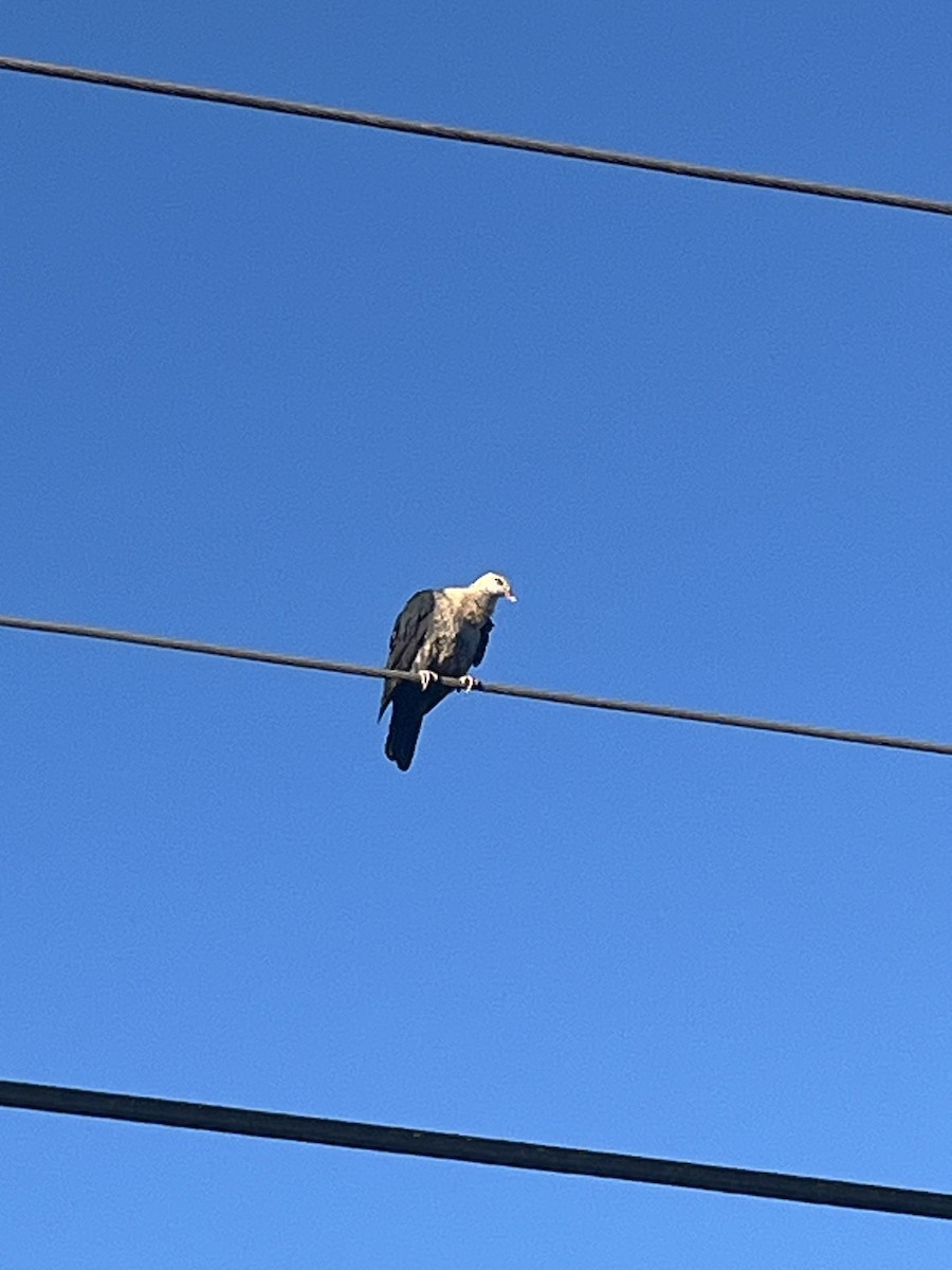 Pigeon leucomèle - ML620314804