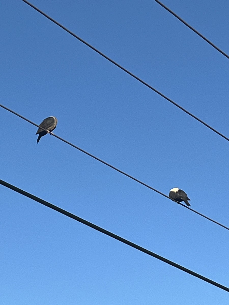 Pigeon leucomèle - ML620314806