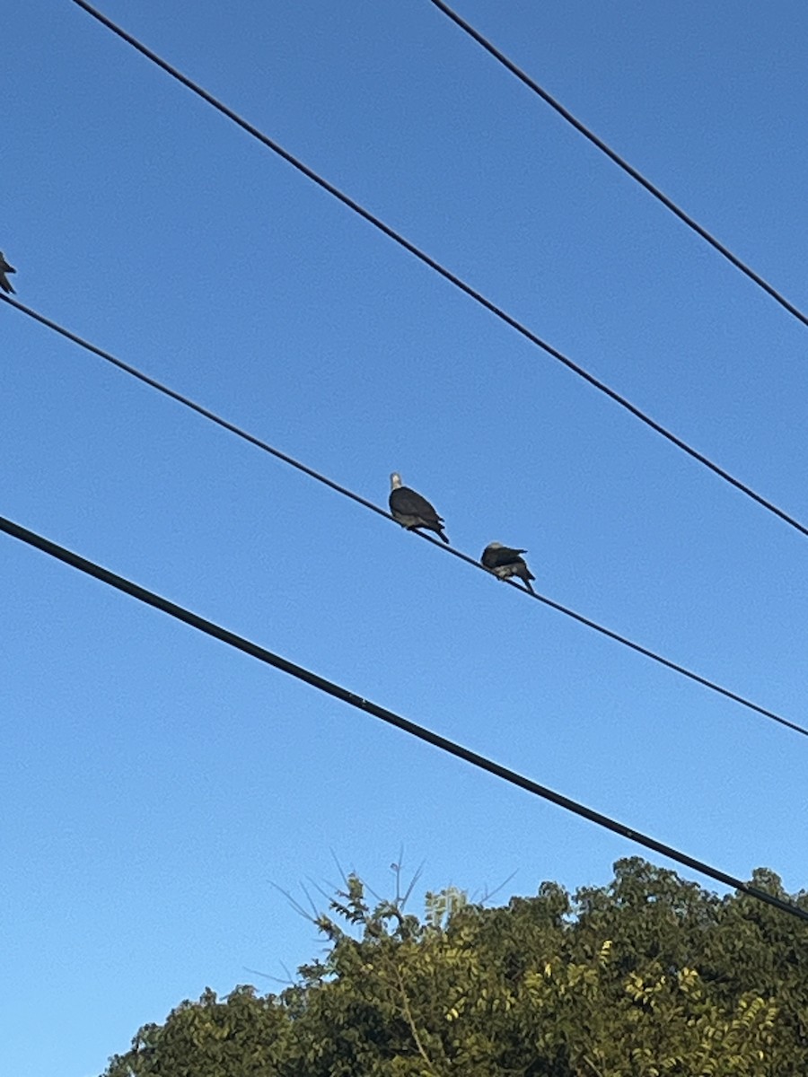 Pigeon leucomèle - ML620314807