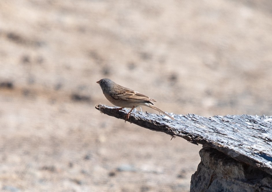 Gray-necked Bunting - ML620314811