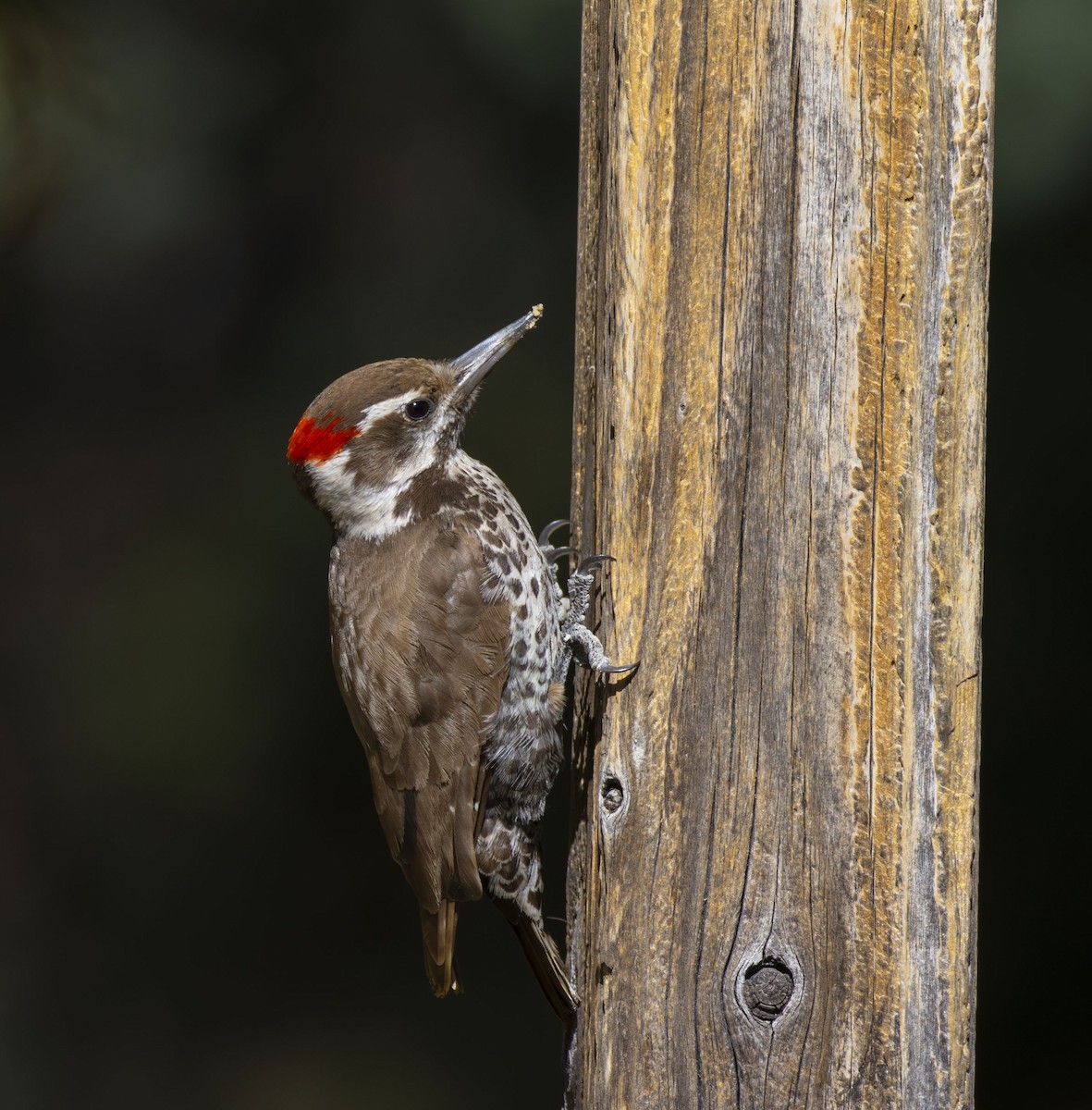 Arizona Woodpecker - ML620314817