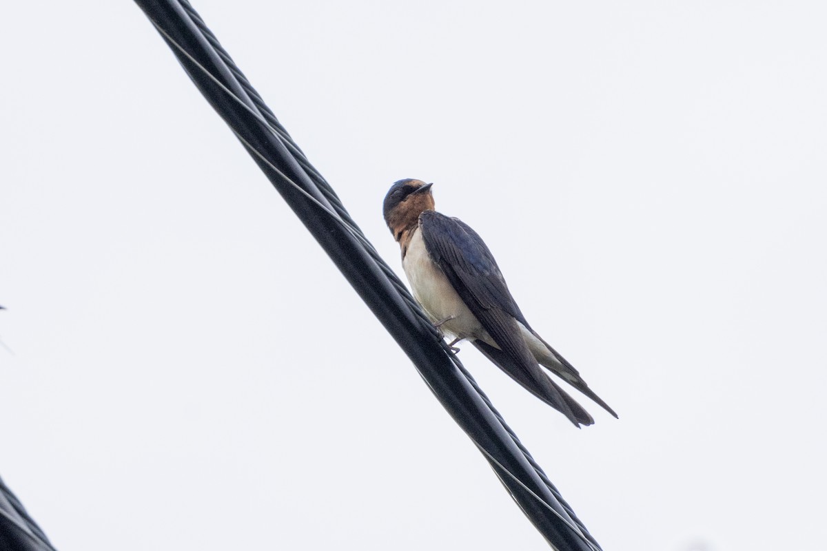 Barn Swallow - ML620314818