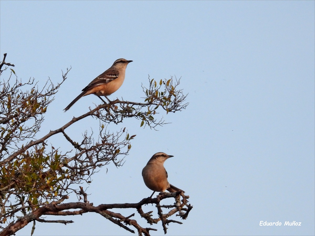 Chalk-browed Mockingbird - Hermann Eduardo Muñoz