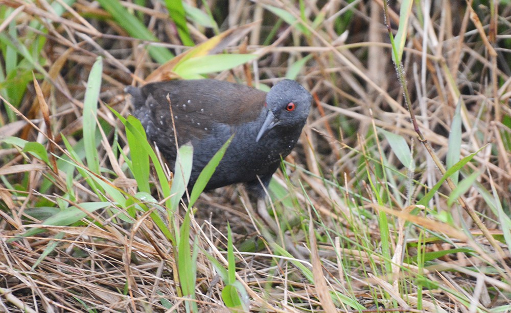 ガラパゴスコビトクイナ - ML620314825