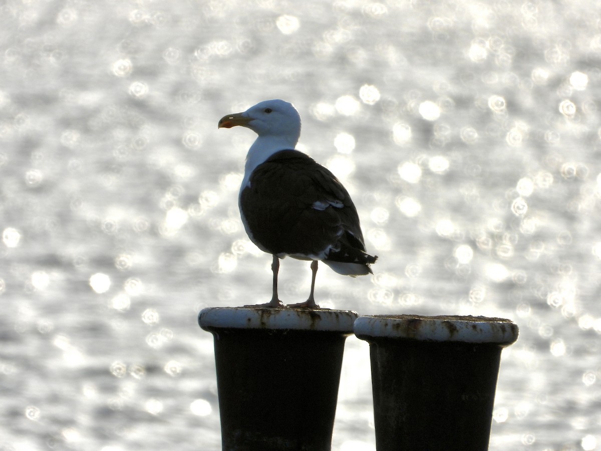 Great Black-backed Gull - ML620314826