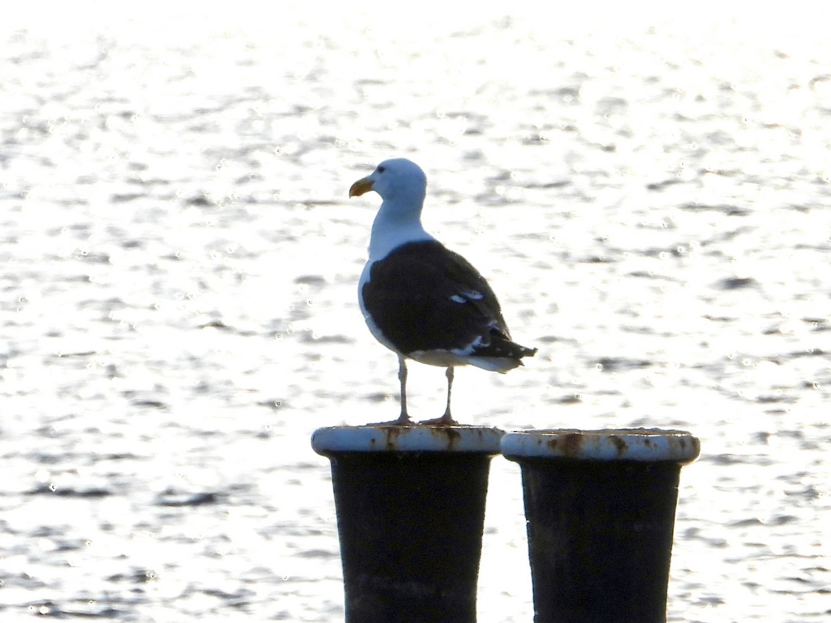 Great Black-backed Gull - ML620314827