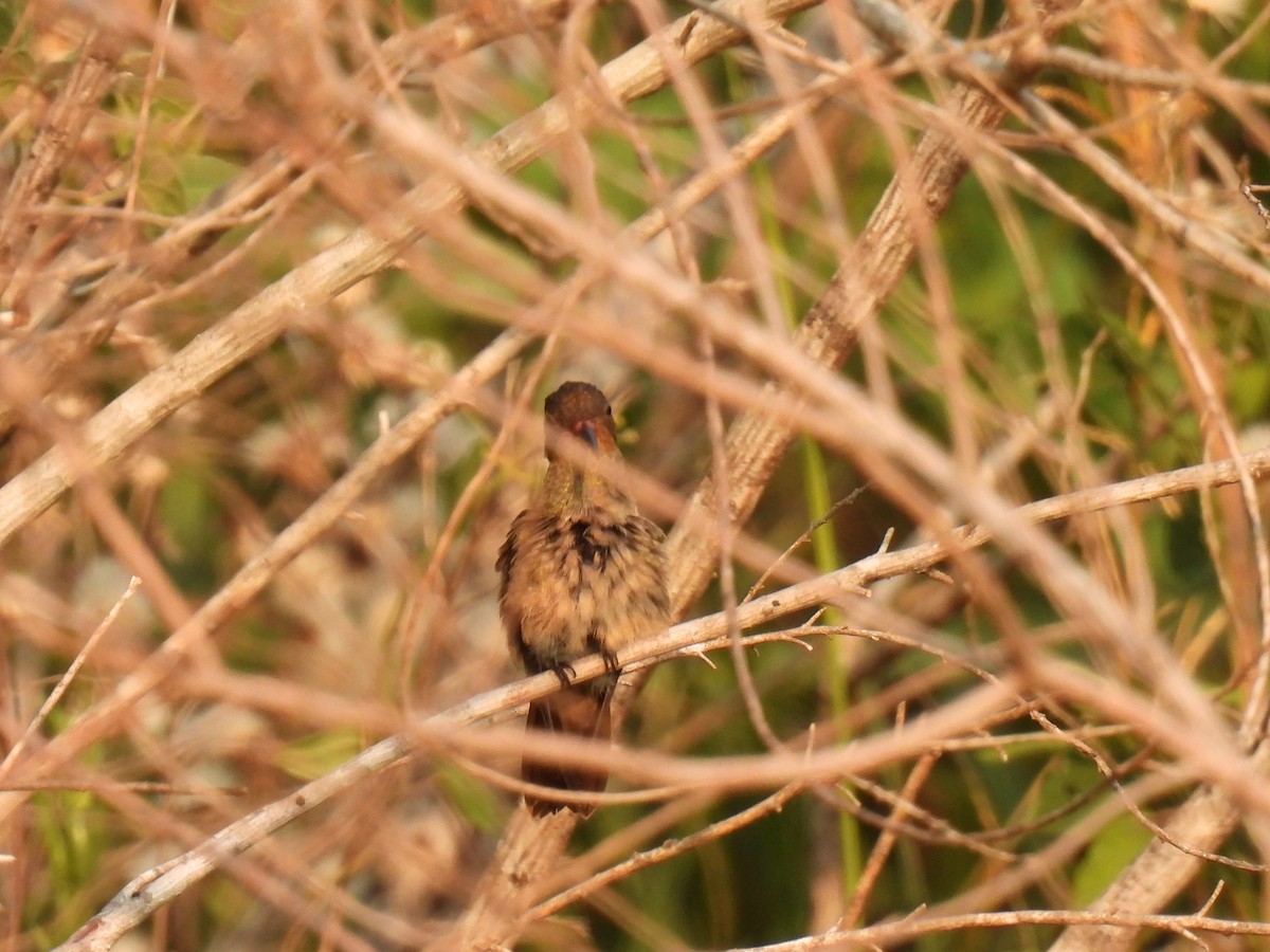 Gilded Hummingbird - ML620314830