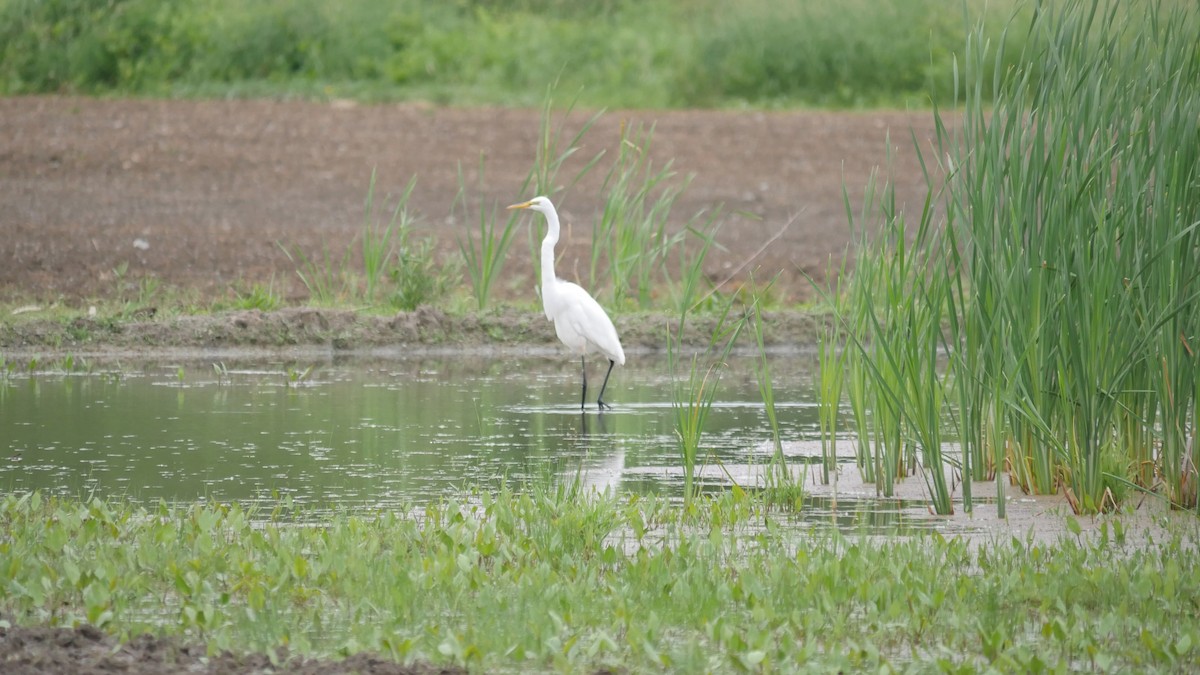 Great Egret - ML620314832