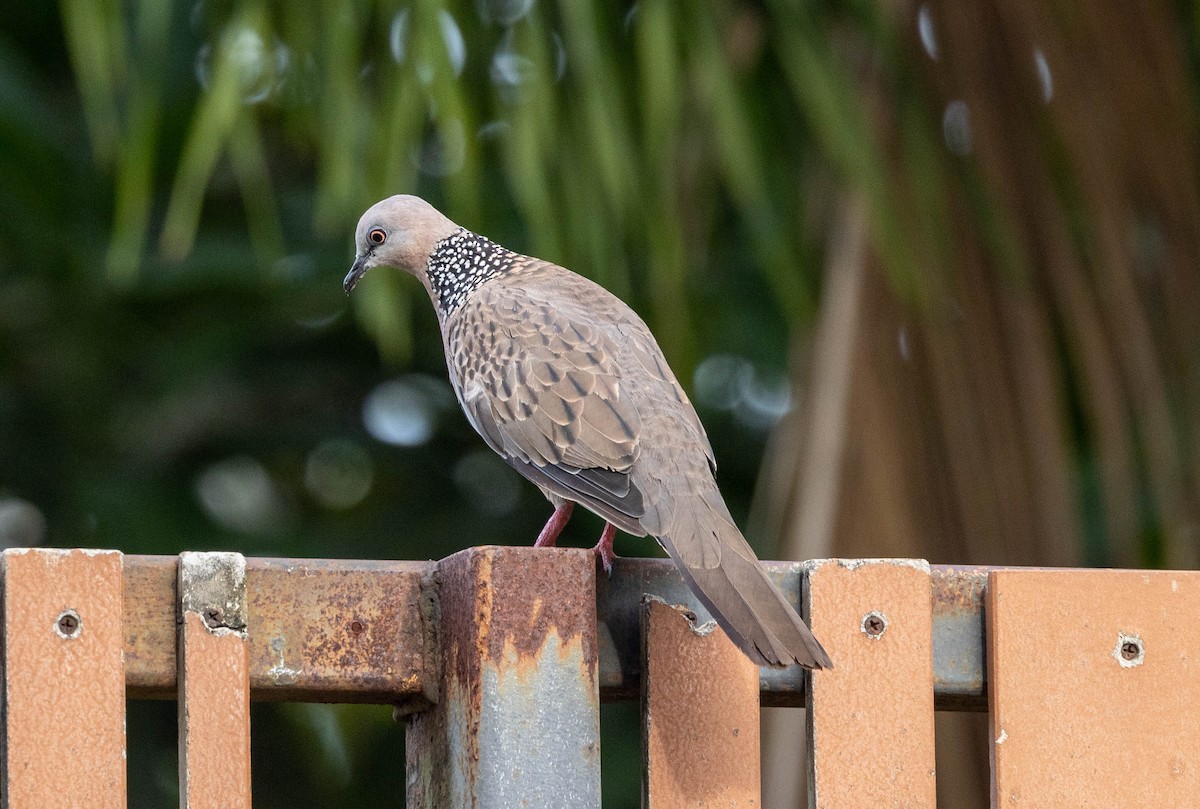 Spotted Dove - ML620314833
