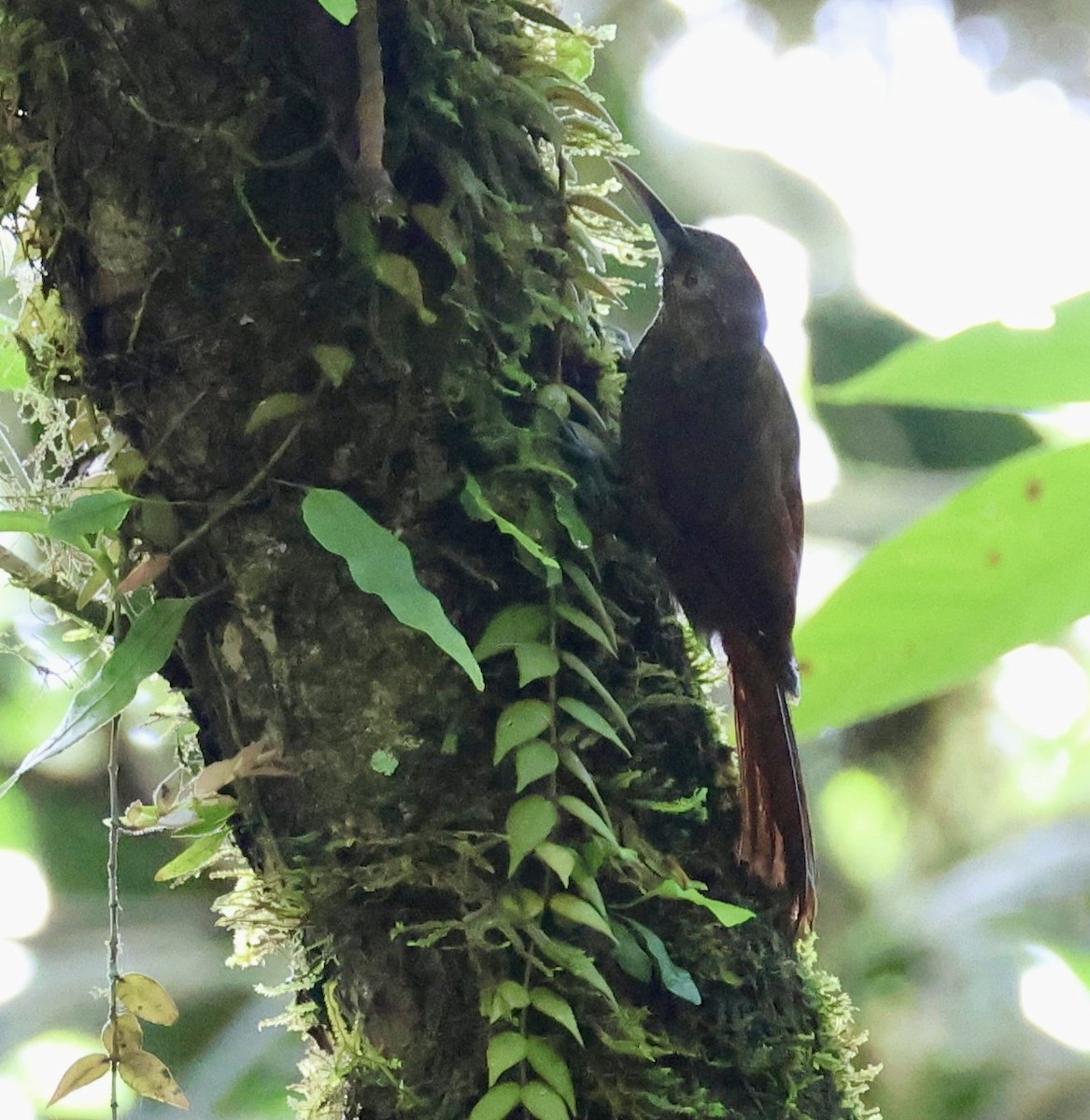 Spotted Woodcreeper - ML620314838
