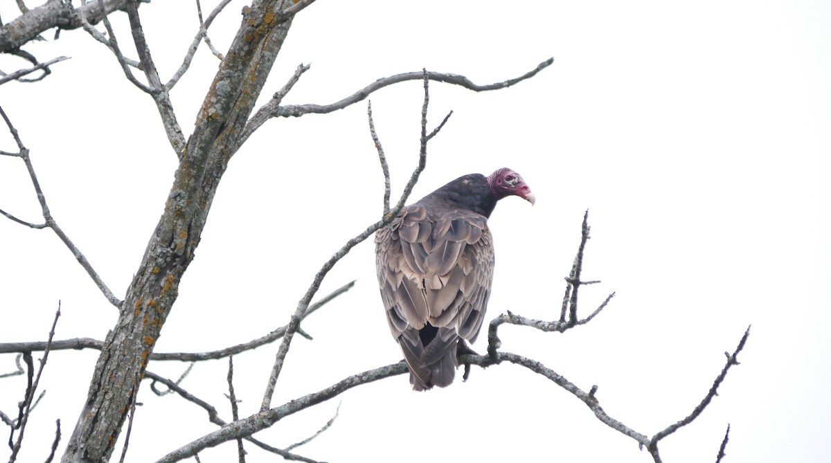 Turkey Vulture - ML620314842