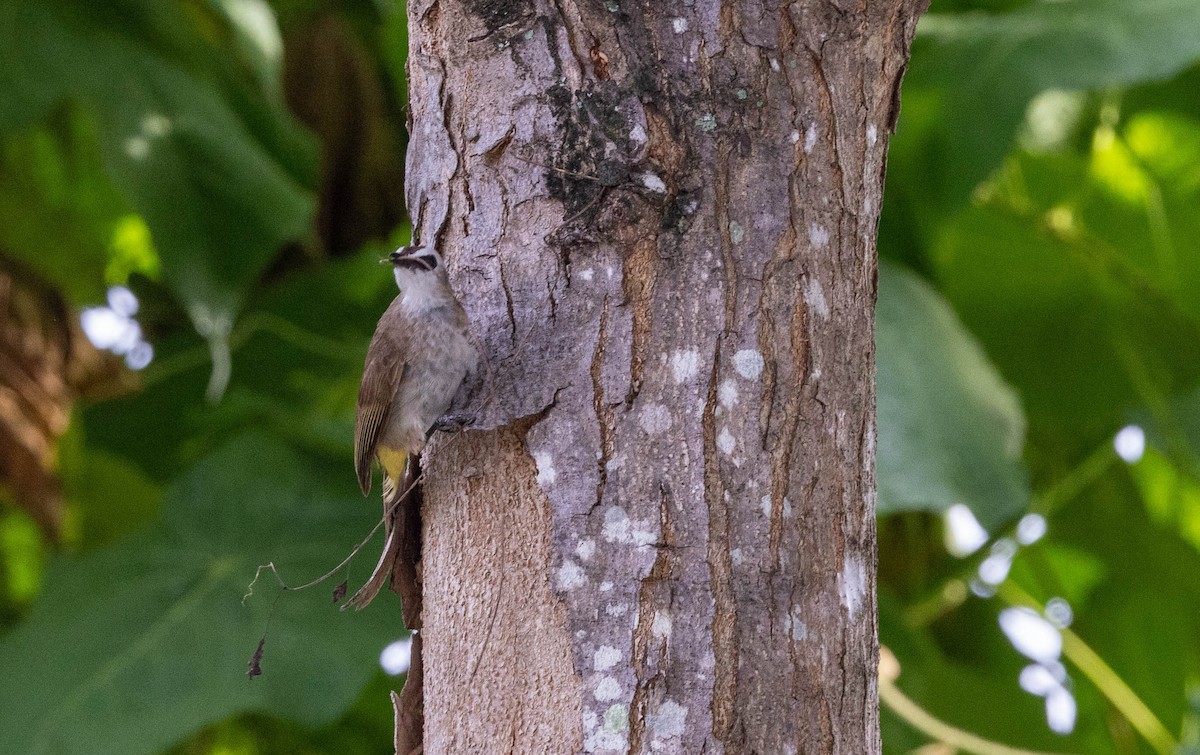 Schwarzzügelbülbül - ML620314845