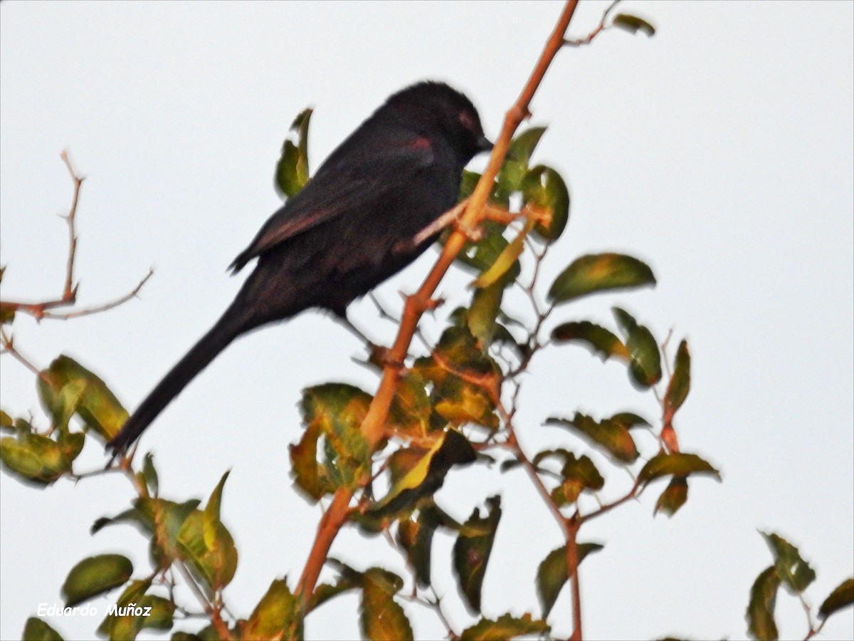 Variable Oriole - Hermann Eduardo Muñoz