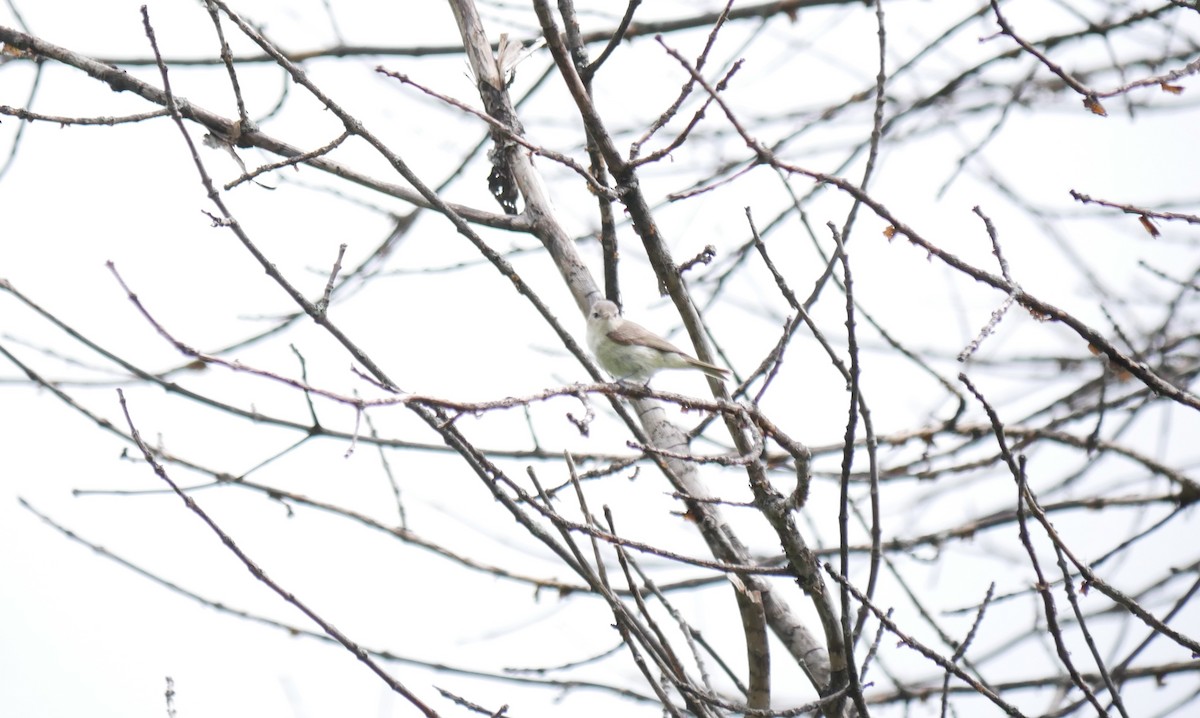 Warbling Vireo - ML620314849