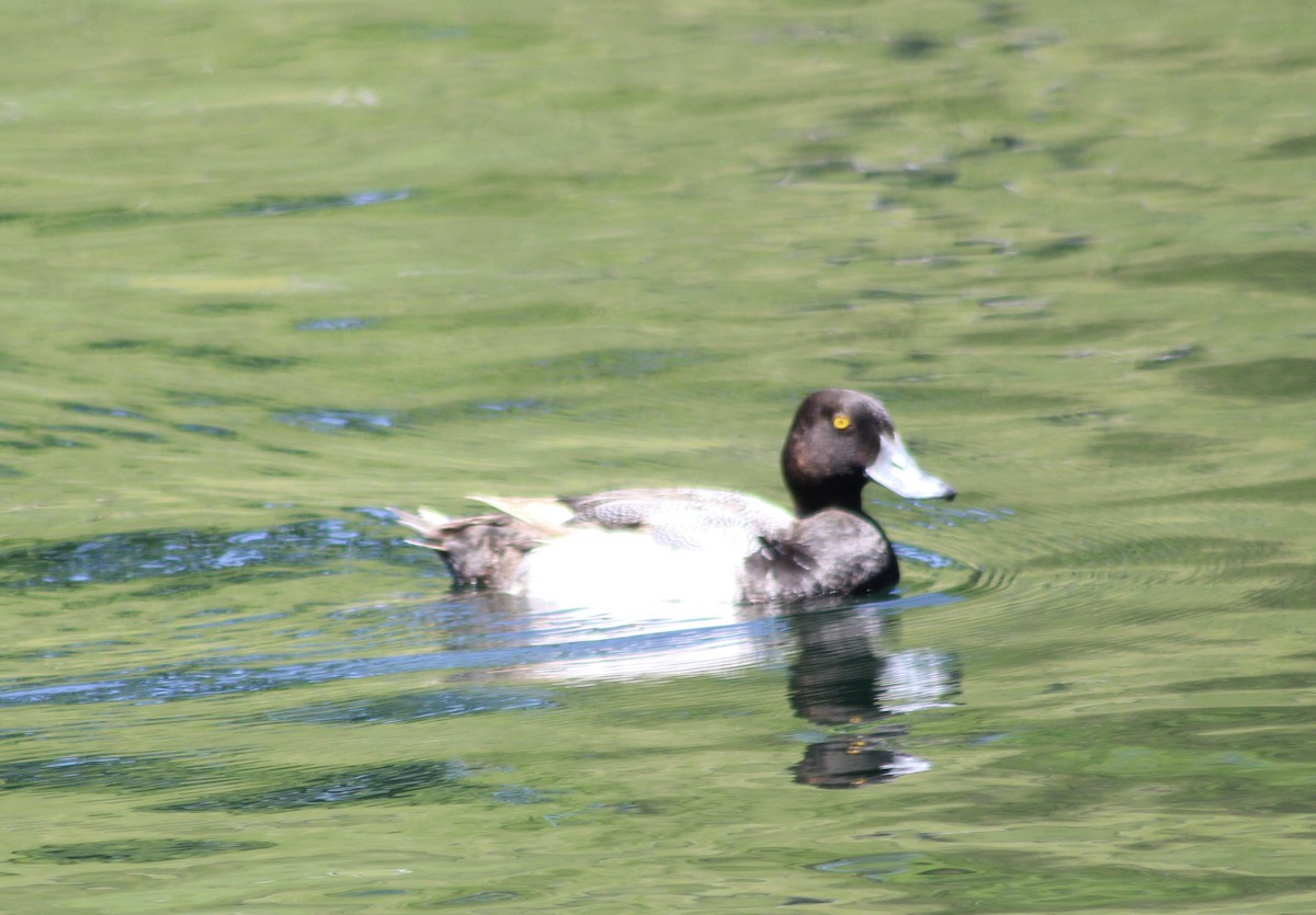 Lesser Scaup - ML620314852