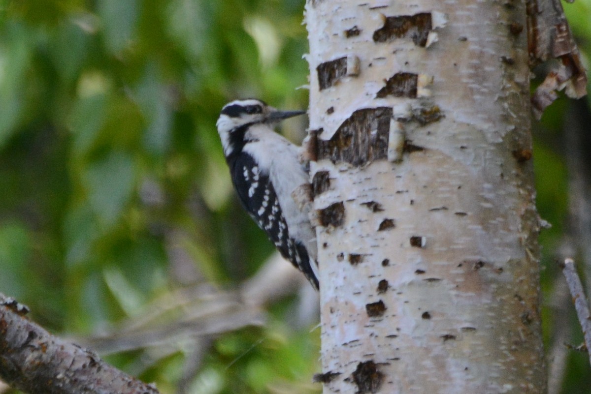 Hairy Woodpecker - ML620314853