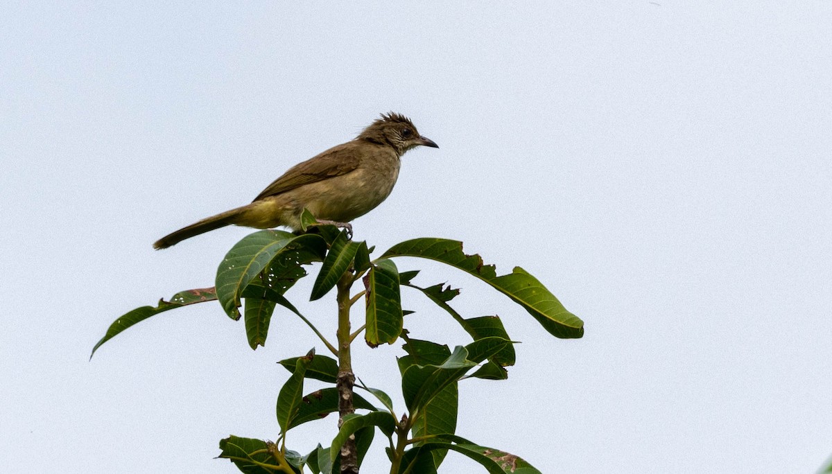 Pycnonotus, unbestimmt - ML620314855