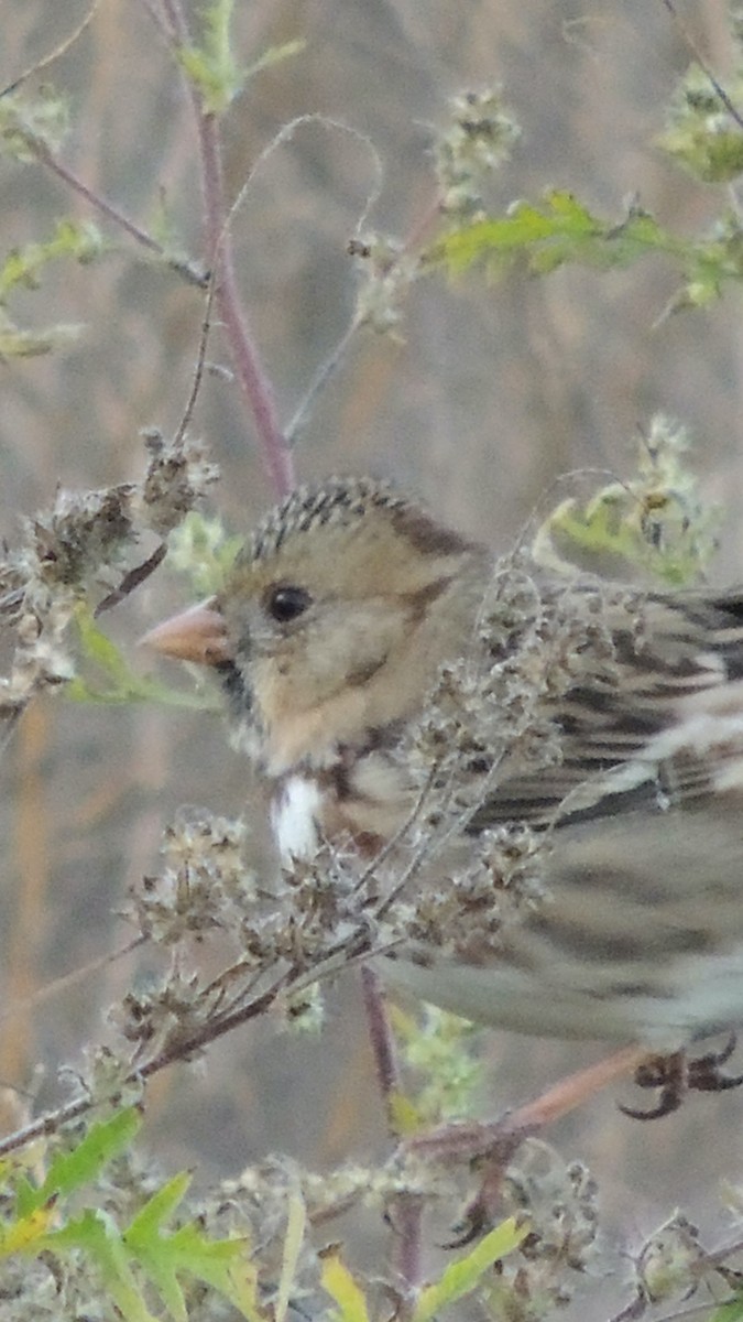 Harris's Sparrow - ML620314867