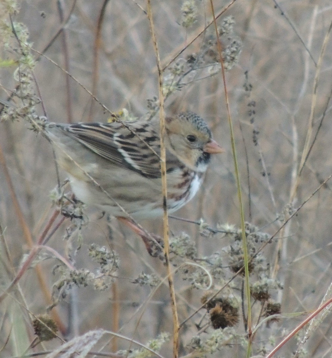 Harris's Sparrow - ML620314871