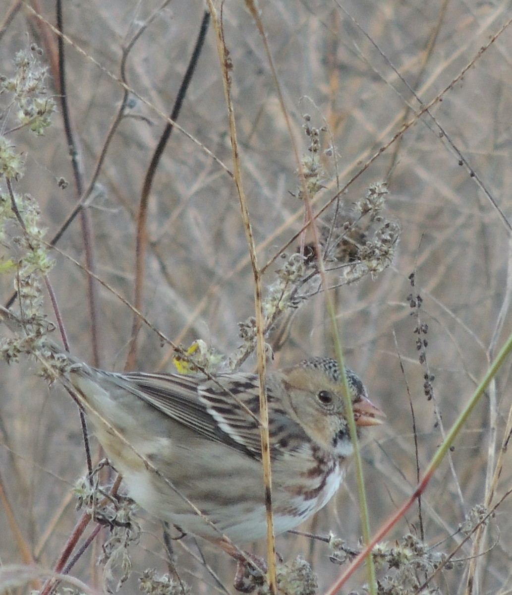 Harris's Sparrow - ML620314872