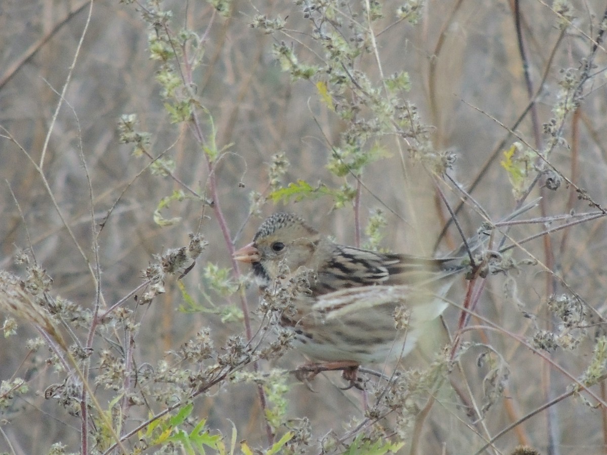 Harris's Sparrow - ML620314874