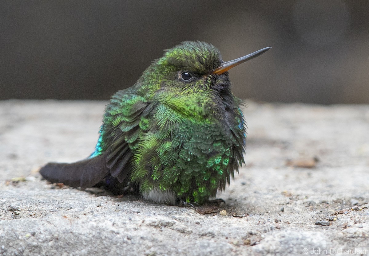 Glowing Puffleg - ML620314877