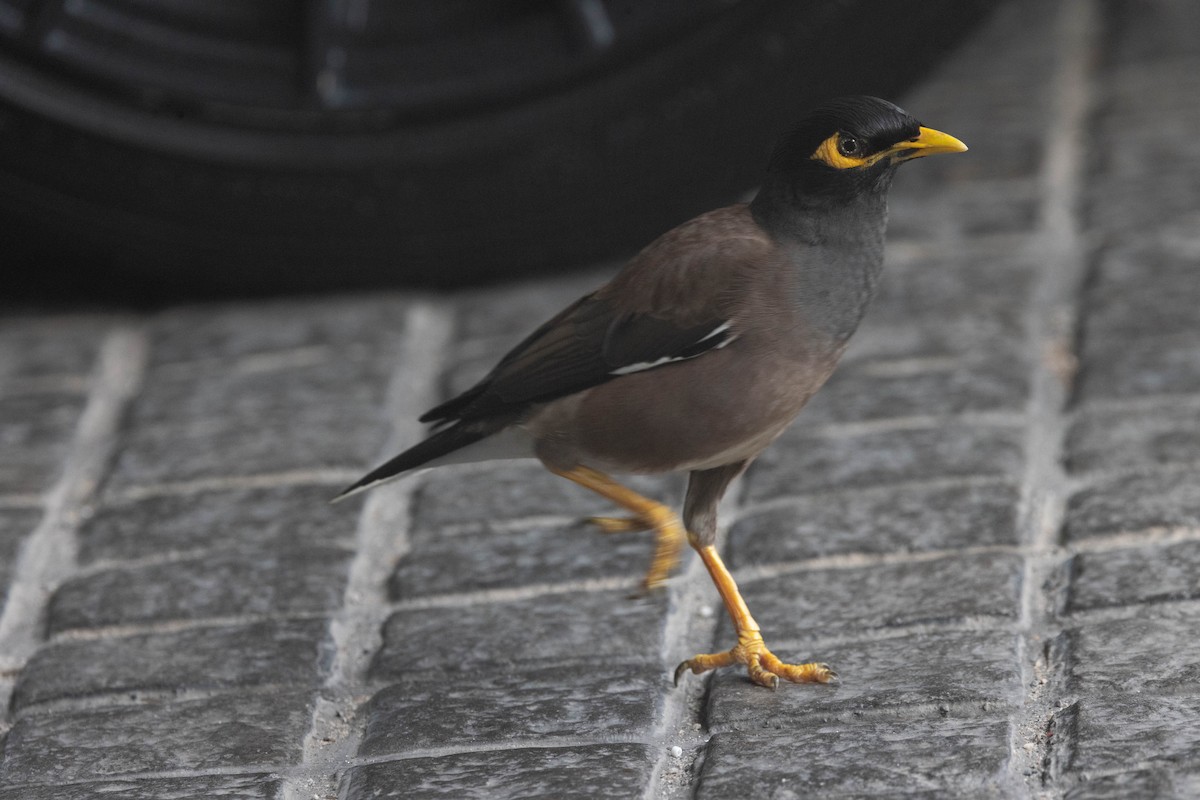 Common Myna - ML620314879